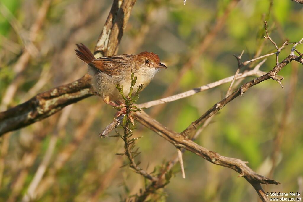 Rattling Cisticolaadult