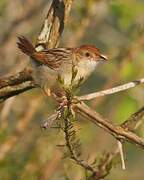 Rattling Cisticola