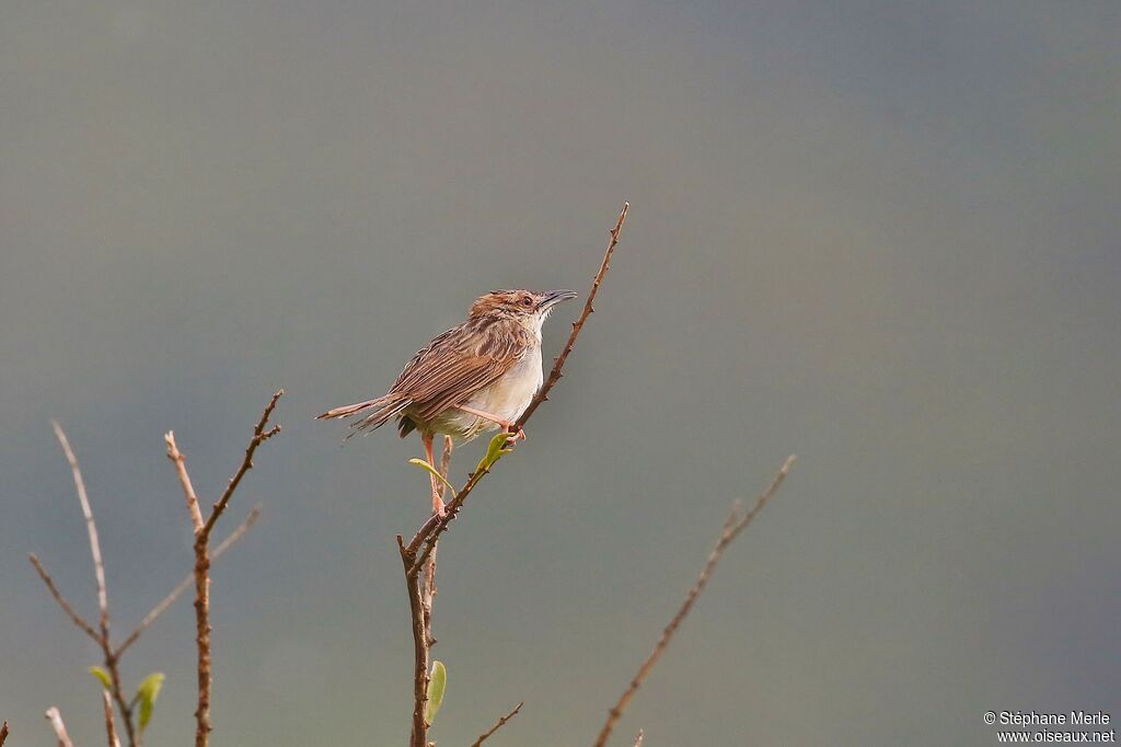 Rattling Cisticola