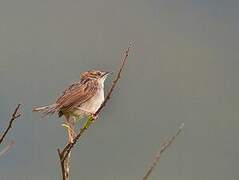 Rattling Cisticola