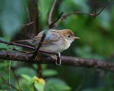 Rattling Cisticola