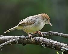 Rattling Cisticola