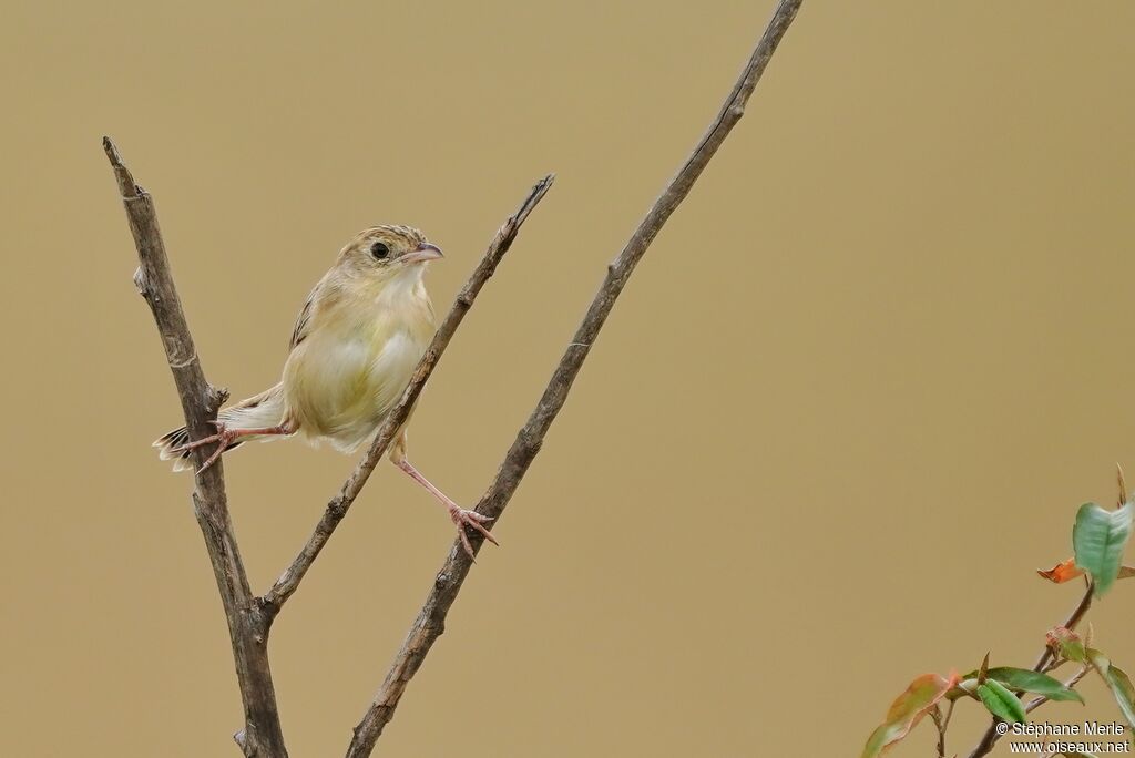 Rattling Cisticola