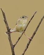 Rattling Cisticola