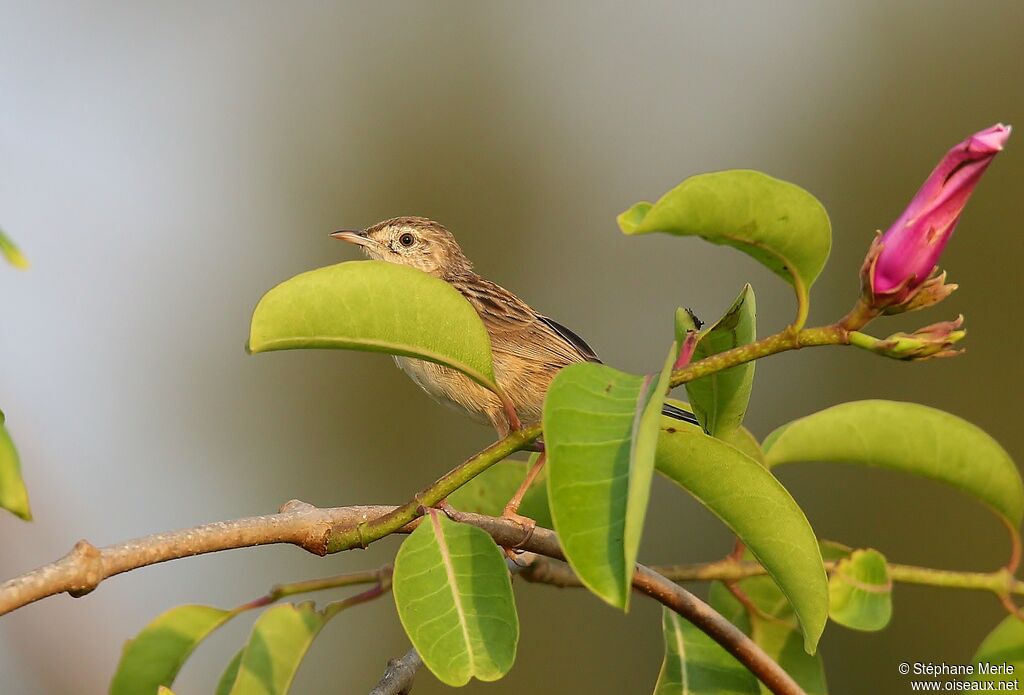 Madagascan Cisticolaadult