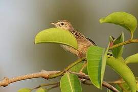 Madagascar Cisticola