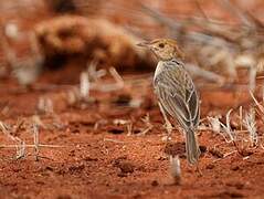 Tiny Cisticola