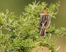 Stout Cisticola