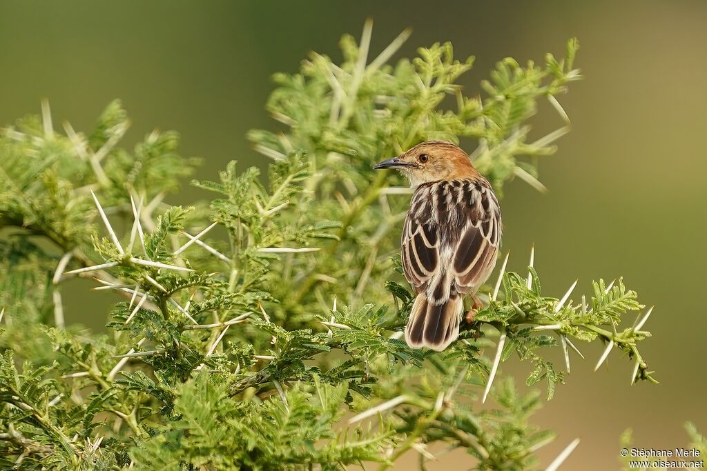 Stout Cisticola