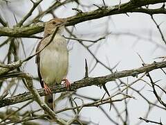 Rufous-winged Cisticola