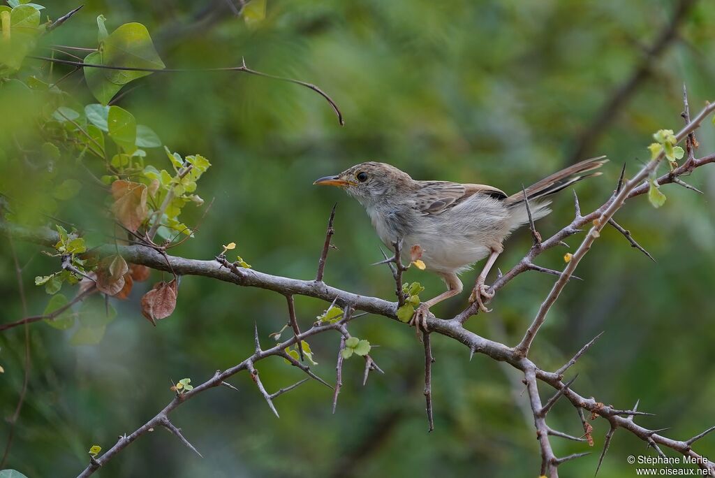 Rufous-winged Cisticola