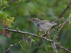 Rufous-winged Cisticola