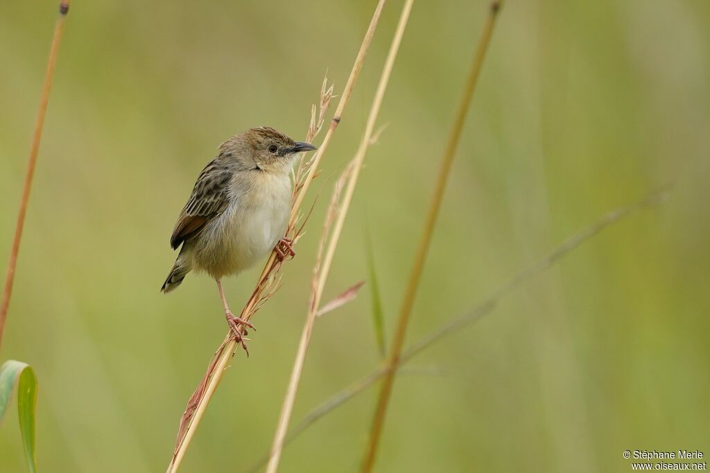 Croaking Cisticola