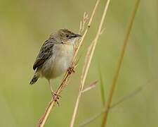 Croaking Cisticola