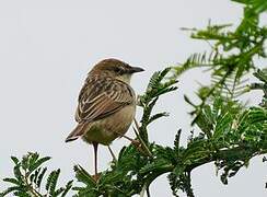 Croaking Cisticola