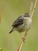 Croaking Cisticola