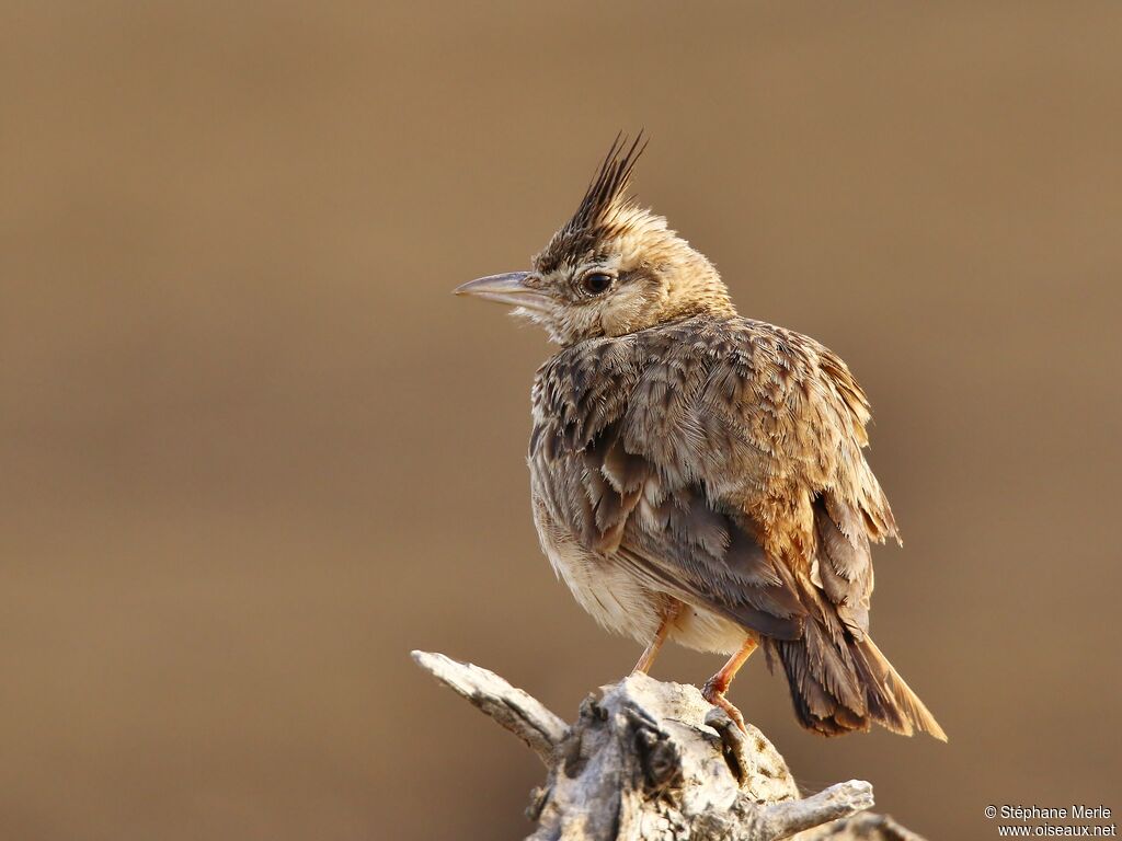 Cochevis huppéadulte