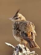 Crested Lark