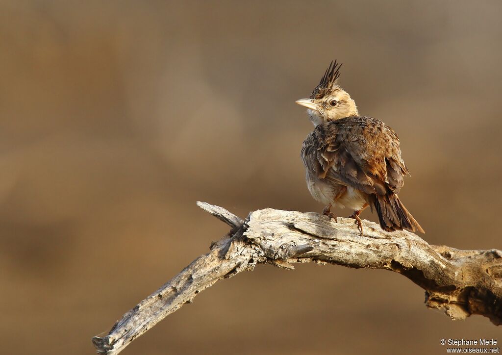 Cochevis huppéadulte