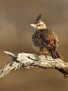 Crested Lark