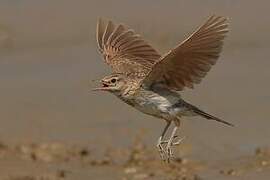 Crested Lark