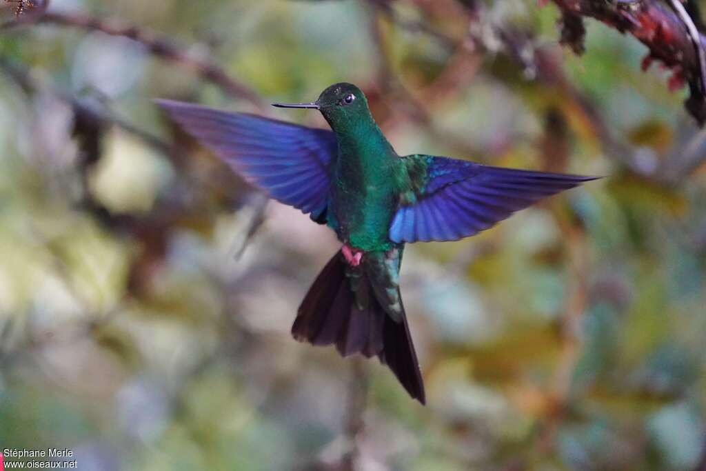 Great Sapphirewing male adult, pigmentation, Flight