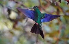 Colibri à ailes saphir