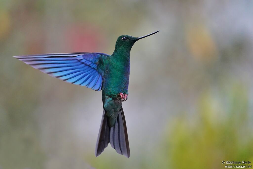 Colibri à ailes saphir mâle adulte