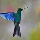 Colibri à ailes saphir