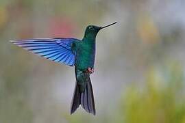 Colibri à ailes saphir