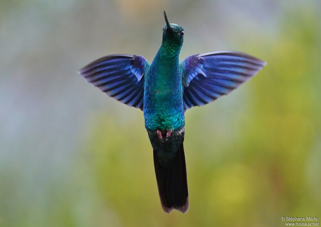 Colibri à ailes saphir mâle adulte