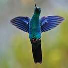 Colibri à ailes saphir