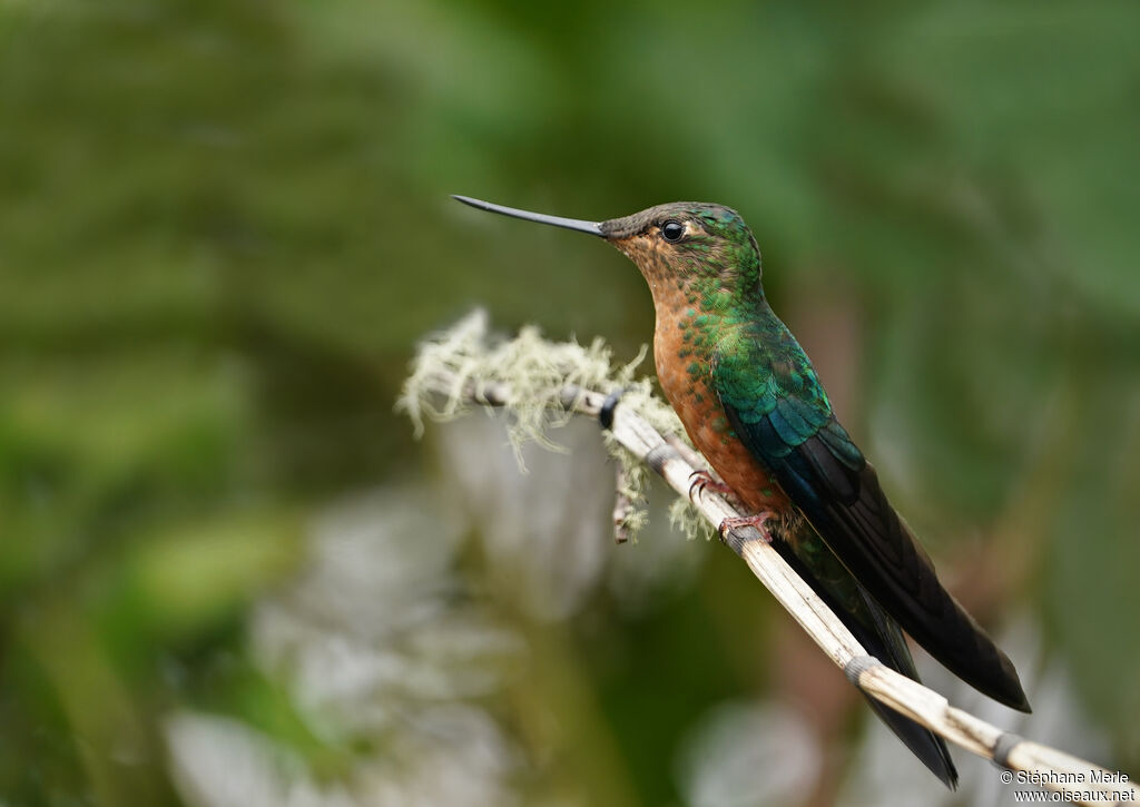 Colibri à ailes saphir femelle adulte