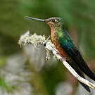 Colibri à ailes saphir