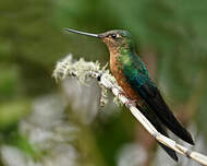 Colibri à ailes saphir