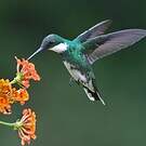 Colibri à gorge blanche