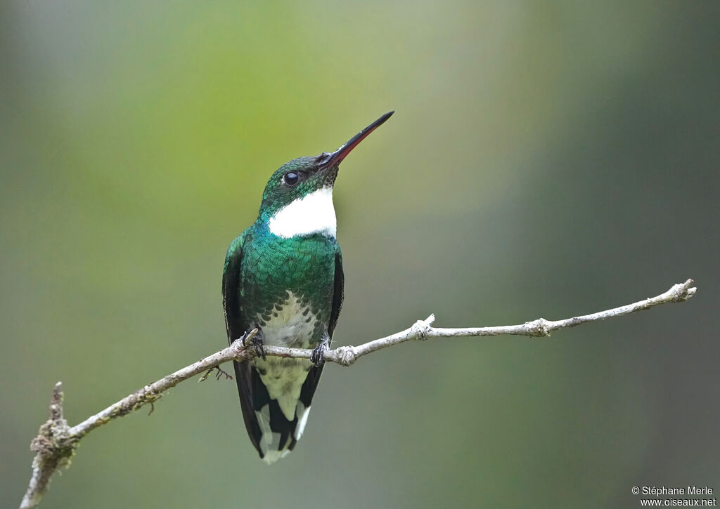 White-throated Hummingbirdadult
