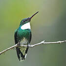 Colibri à gorge blanche