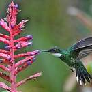Colibri à gorge blanche