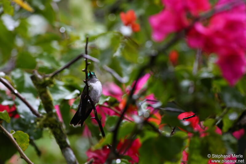 Colibri à gorge lilasadulte