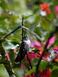 Colibri à gorge lilas