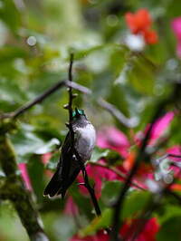 Colibri à gorge lilas