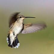 Colibri à gorge noire