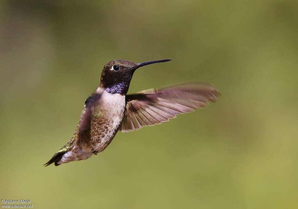 Colibri à gorge noire mâle adulte, identification