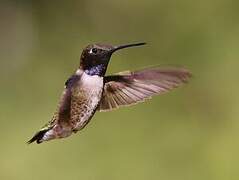 Colibri à gorge noire