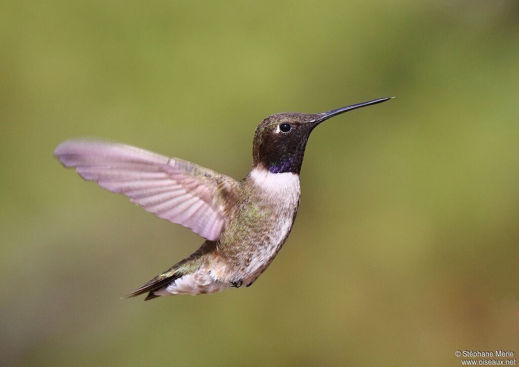 Colibri à gorge noire mâle