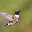 Colibri à gorge noire