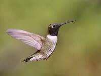 Colibri à gorge noire