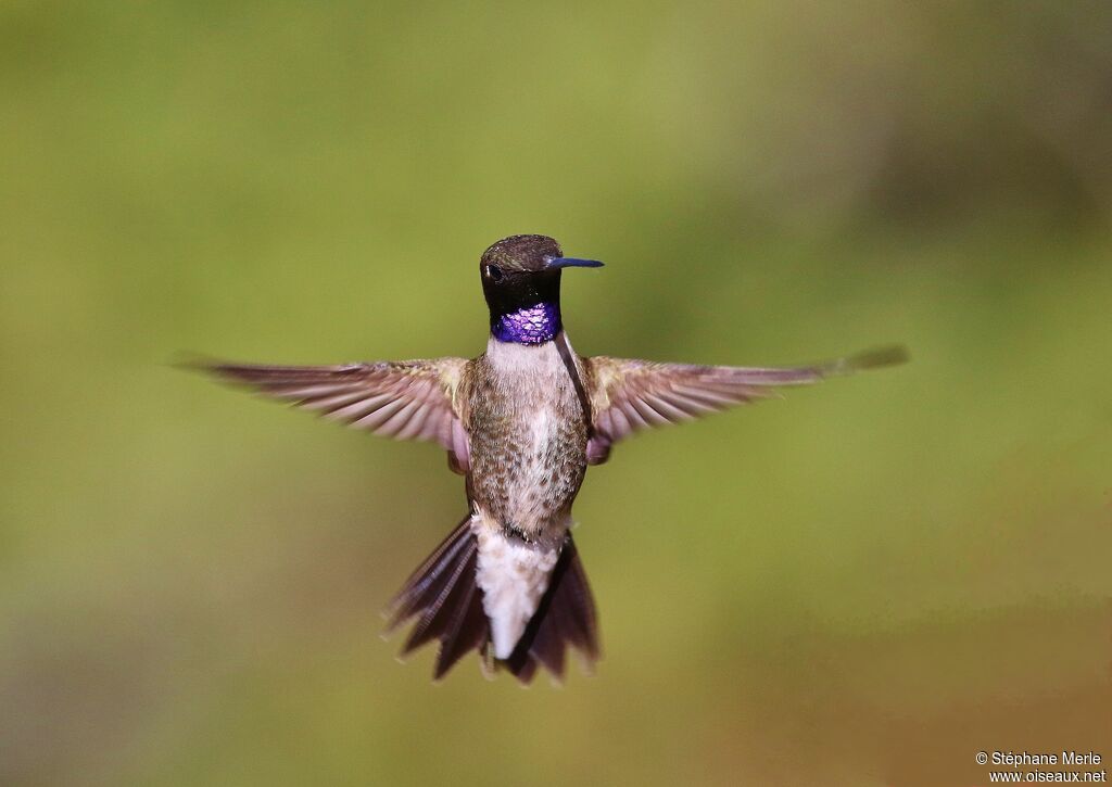 Colibri à gorge noire mâle adulte