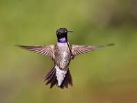 Colibri à gorge noire